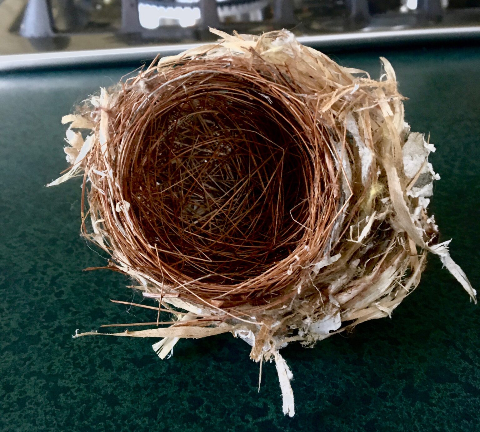 CNI 14 Bird Nest Making Cathance River Education Alliance