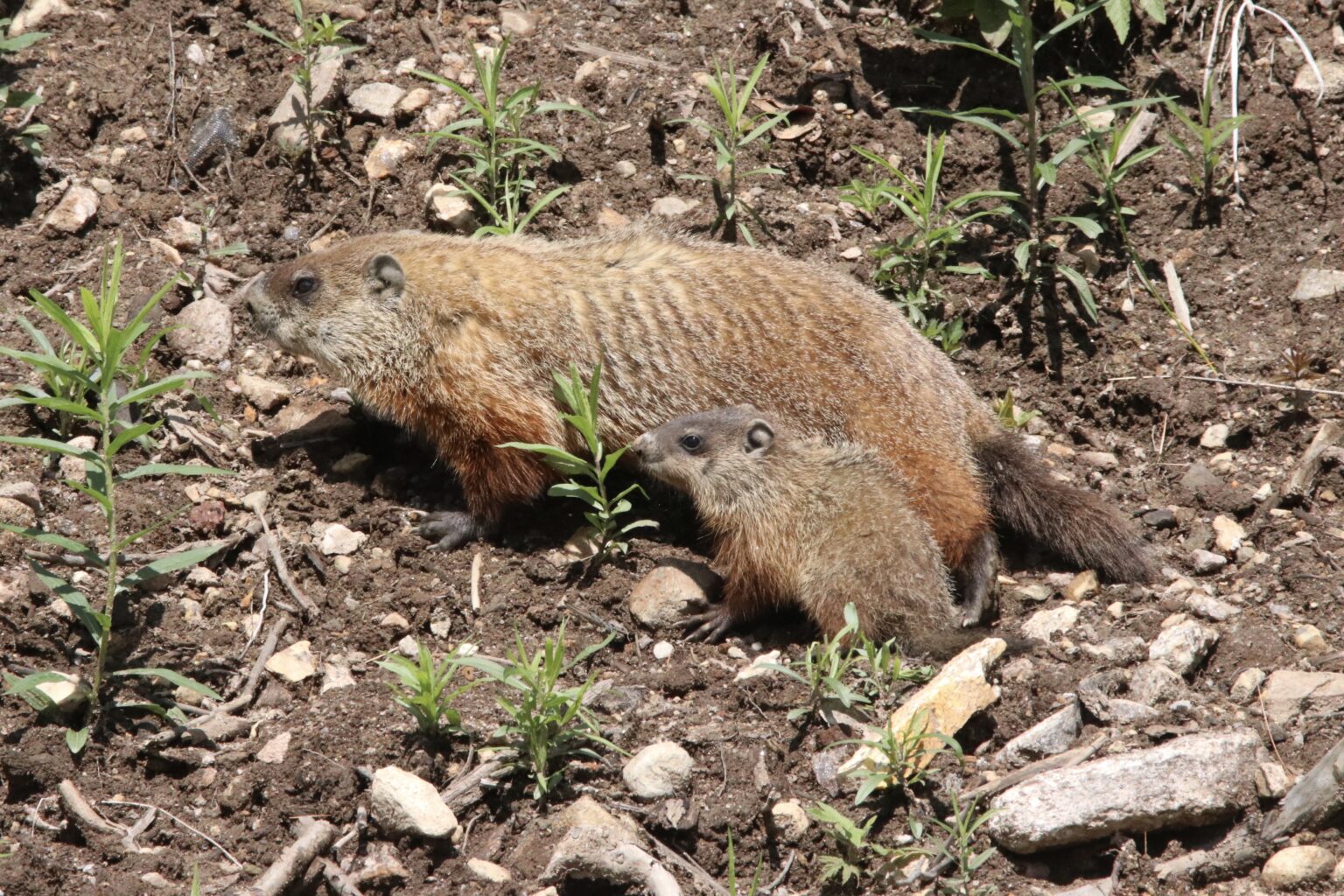 The Surprising Social Lives of Woodchucks Cathance River Education